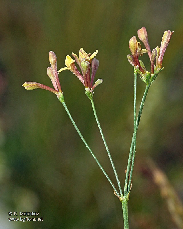 Asperula aristata