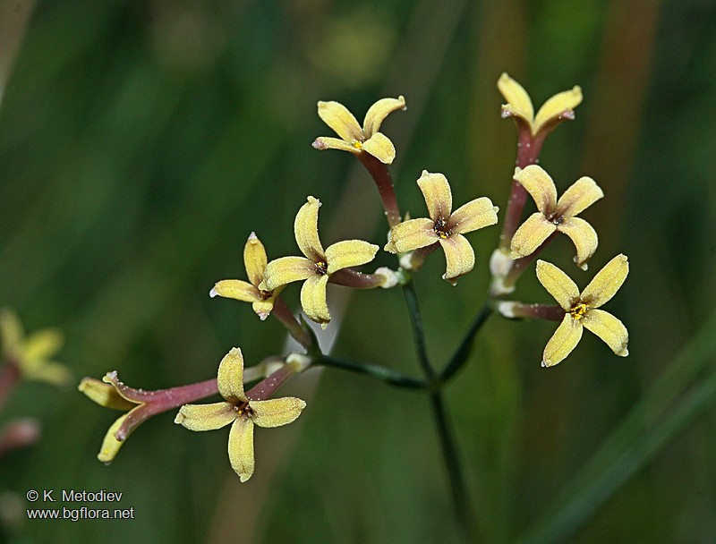 Asperula aristata