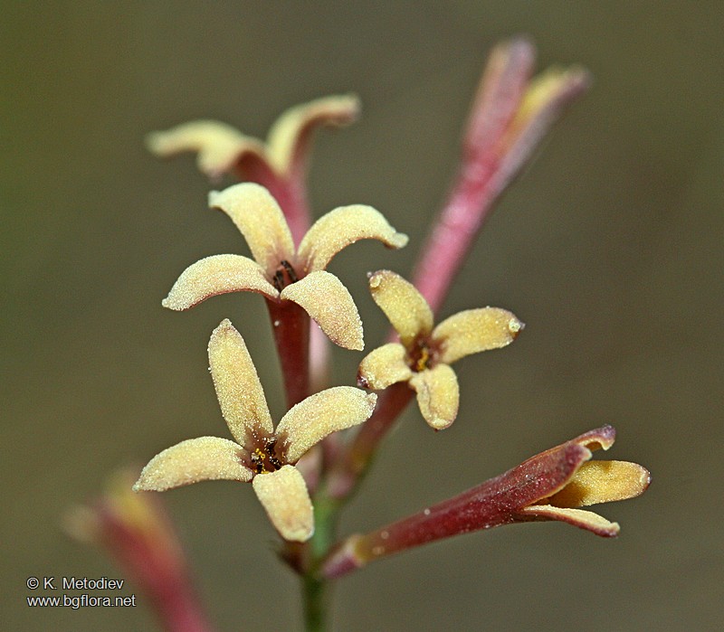 Asperula aristata