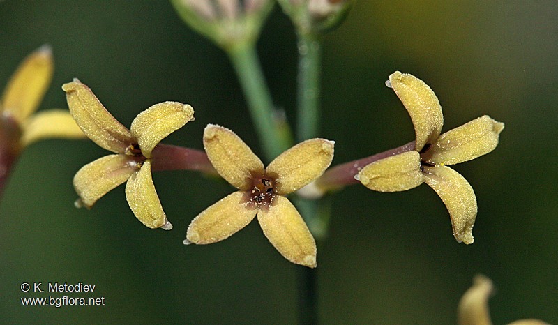 Asperula aristata