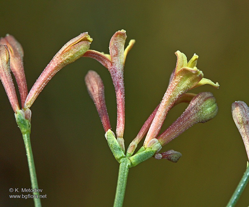 Asperula aristata
