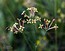 Asperula aristata