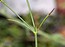 Asperula aristata