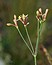 Asperula aristata