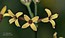 Asperula aristata