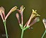 Asperula aristata