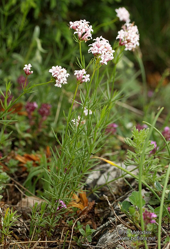Asperula capitata