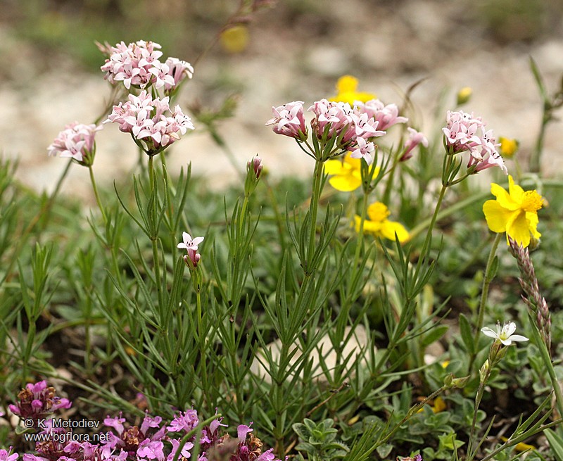 Asperula capitata