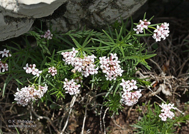 Asperula capitata