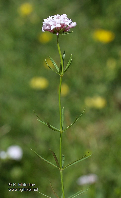 Asperula capitata