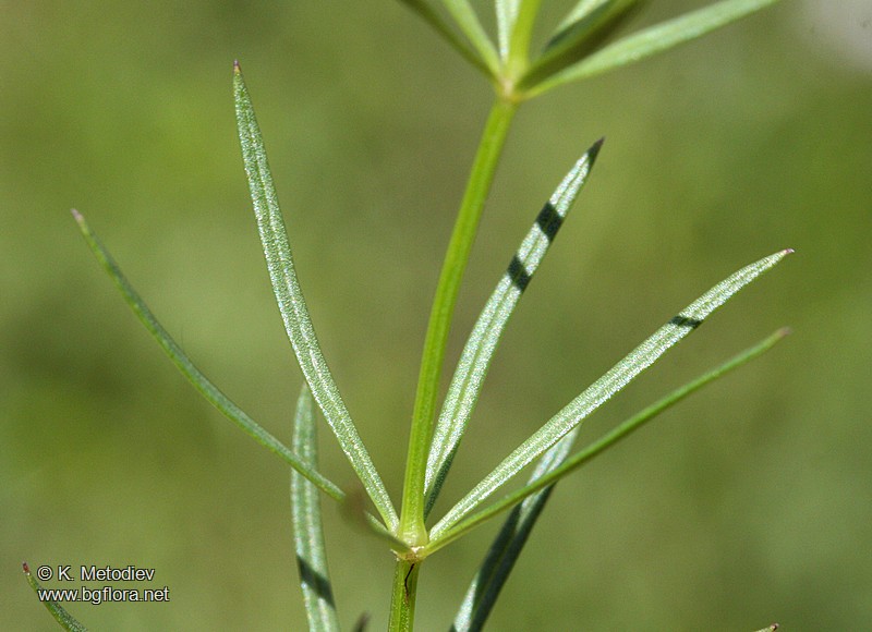 Asperula capitata