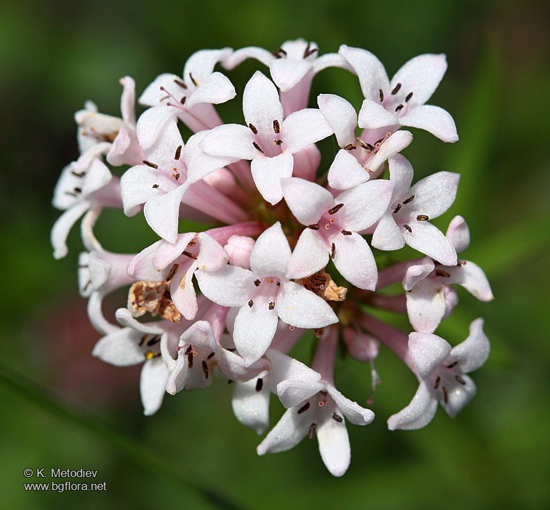 Asperula capitata