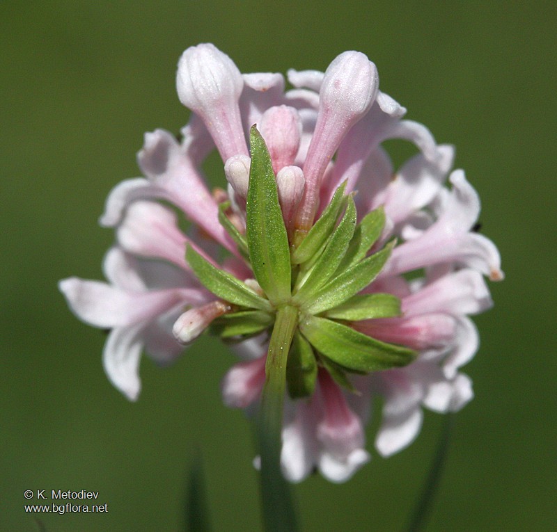 Asperula capitata