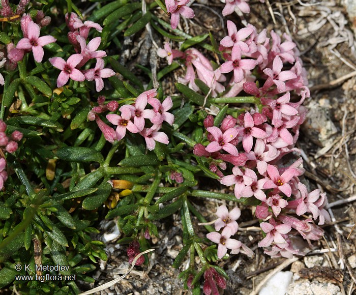 Asperula cynanchica