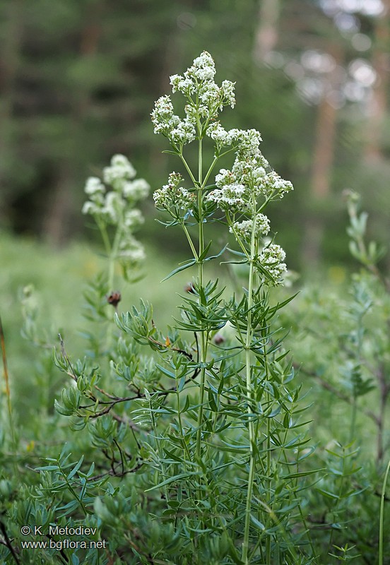 Galium boreale