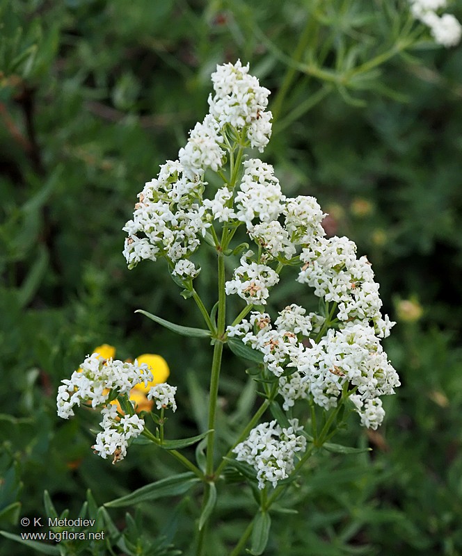 Galium boreale