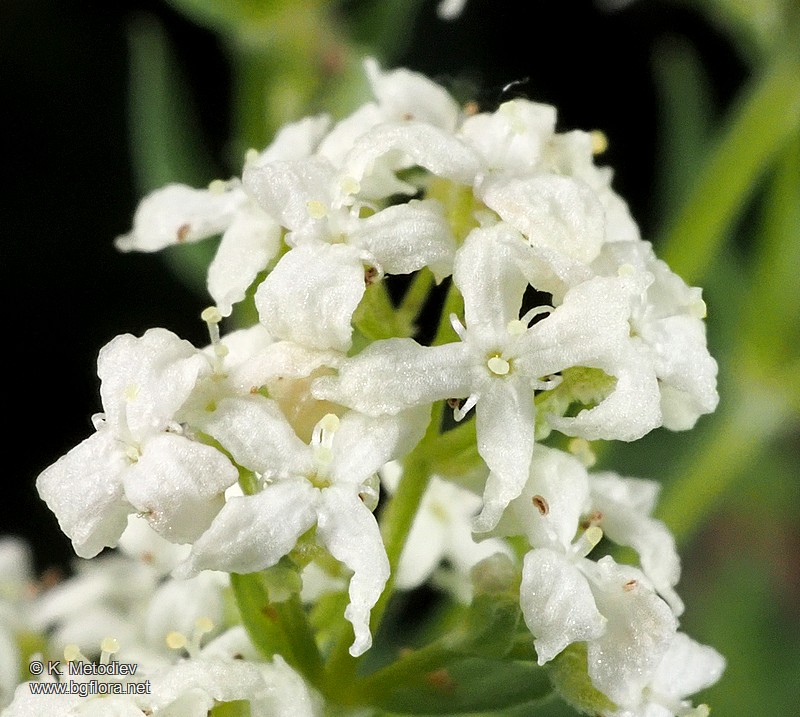 Galium boreale