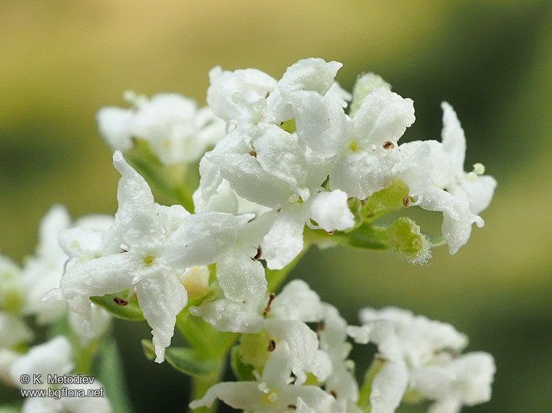 Galium boreale