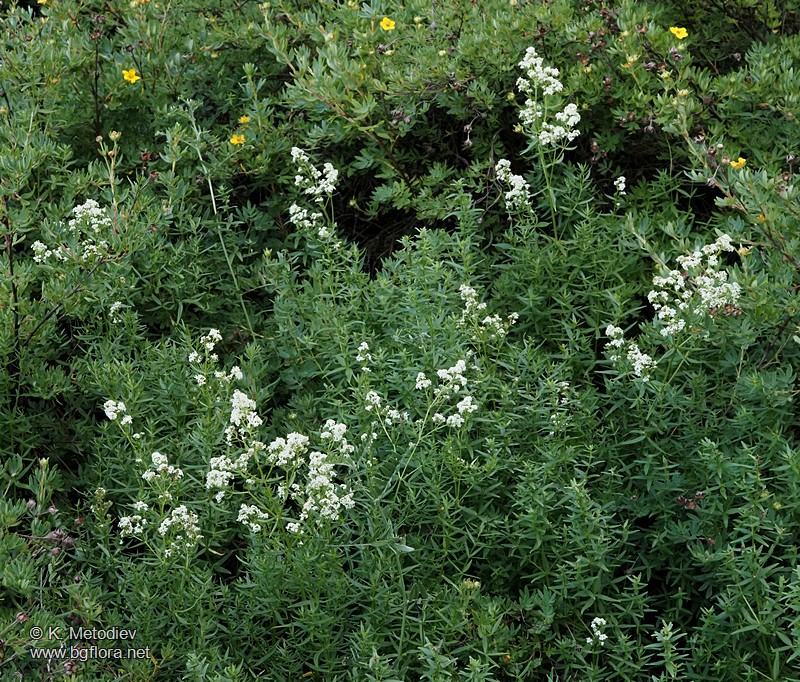 Galium boreale