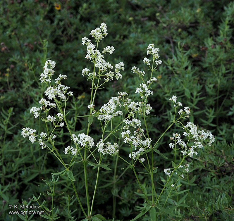 Galium boreale