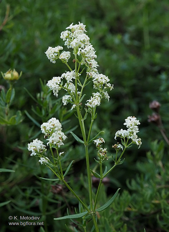 Galium boreale