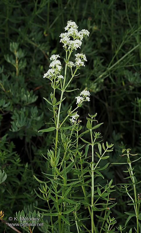 Galium boreale