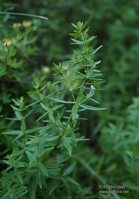 Galium boreale