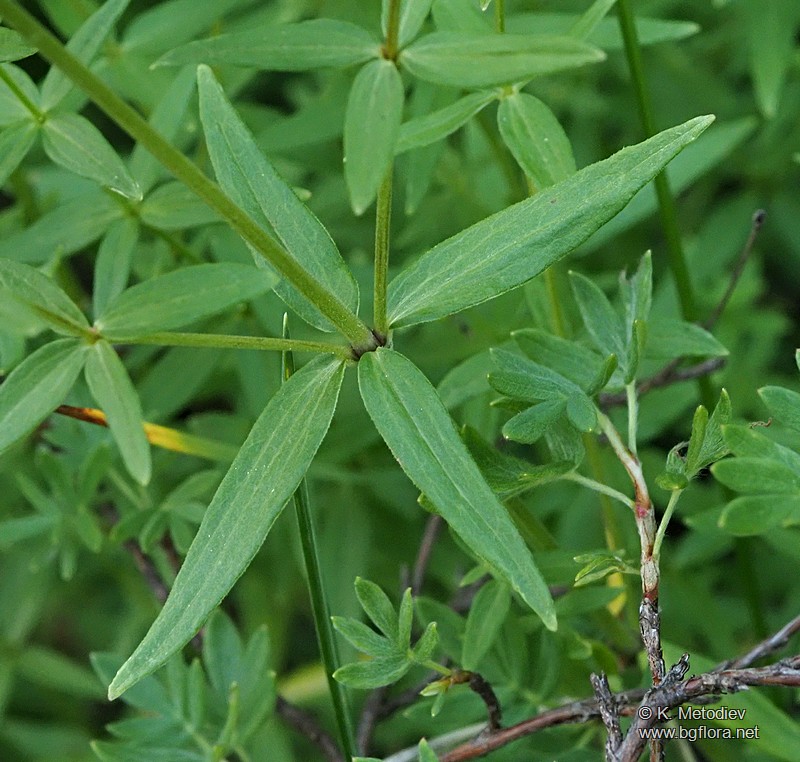 Galium boreale