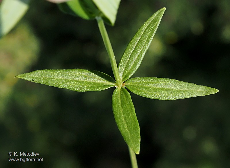 Galium boreale