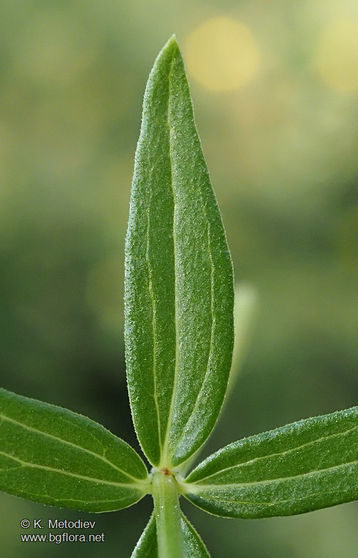 Galium boreale