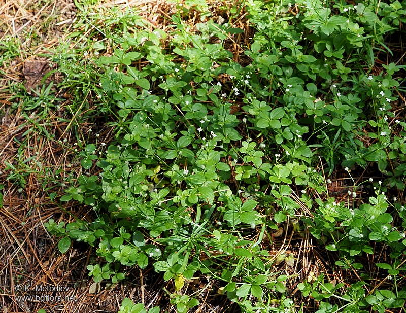 Galium rotundifolium