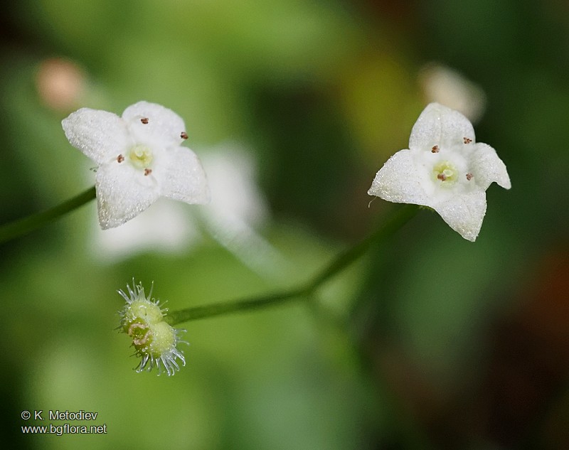 Galium rotundifolium
