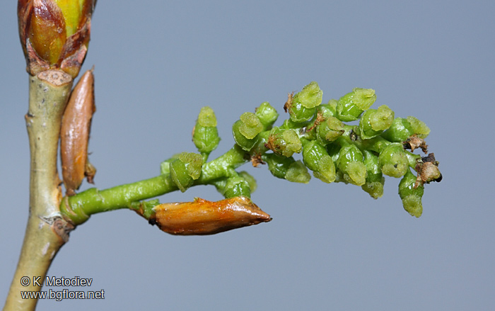 Populus nigra