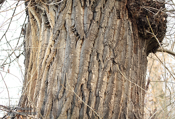 Populus nigra