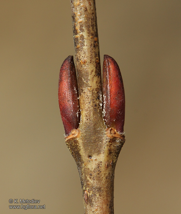 Salix purpurea