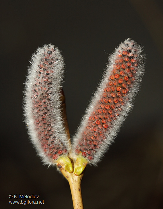 Salix purpurea