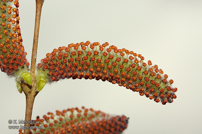 Salix purpurea