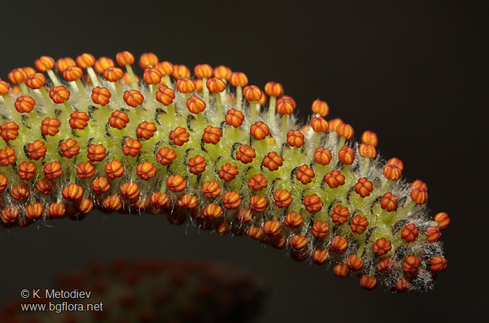 Salix purpurea