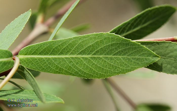 Salix purpurea