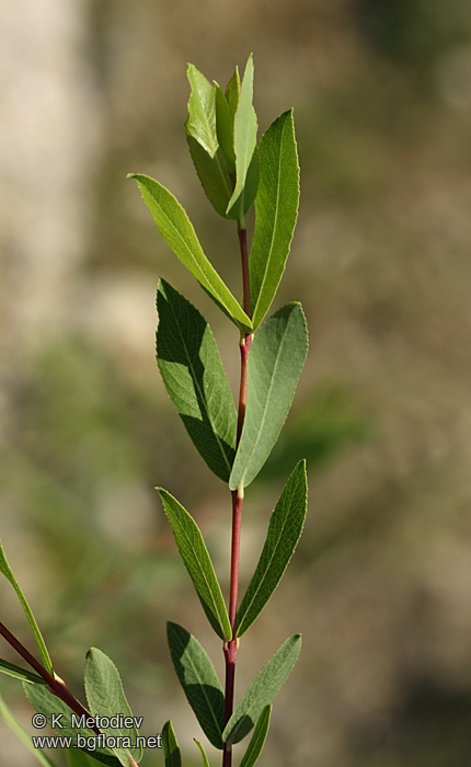 Salix purpurea