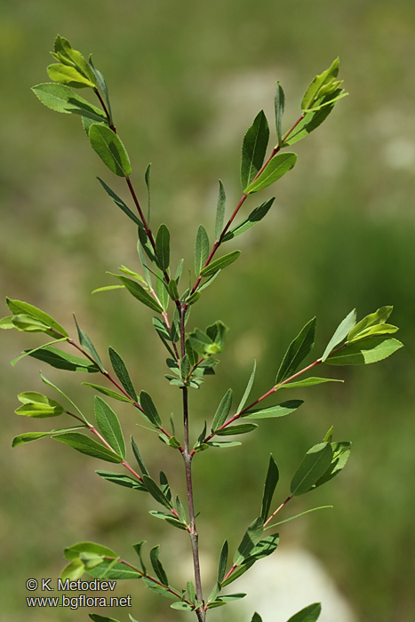 Salix purpurea