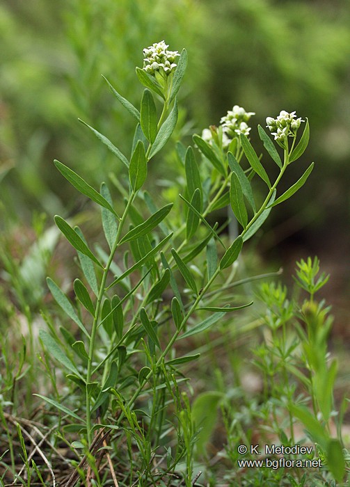 Comandra elegans