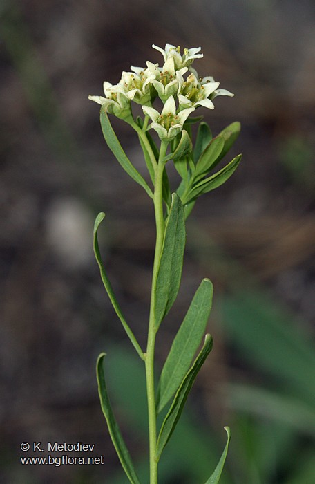 Comandra elegans