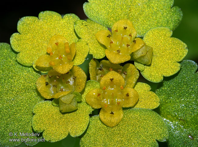 Chrysosplenium alternifolium