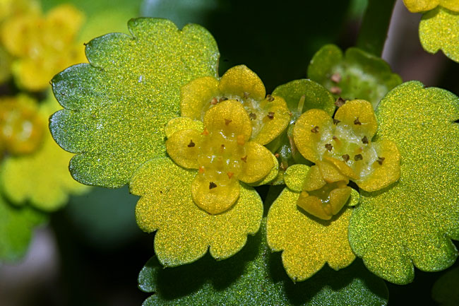Chrysosplenium alternifolium