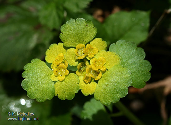 Chrysosplenium alternifolium