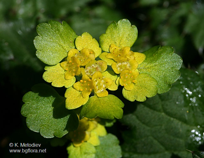 Chrysosplenium alternifolium