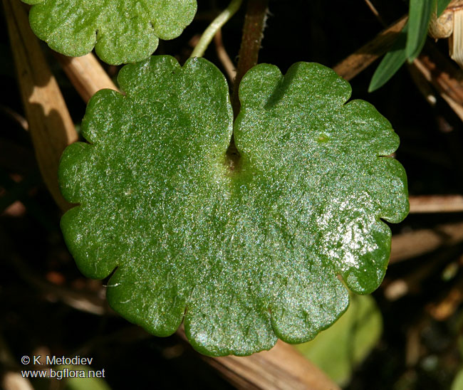 Chrysosplenium alternifolium