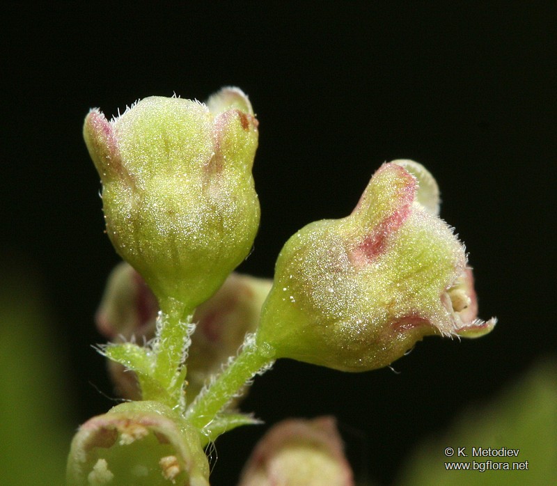 Ribes petraeum