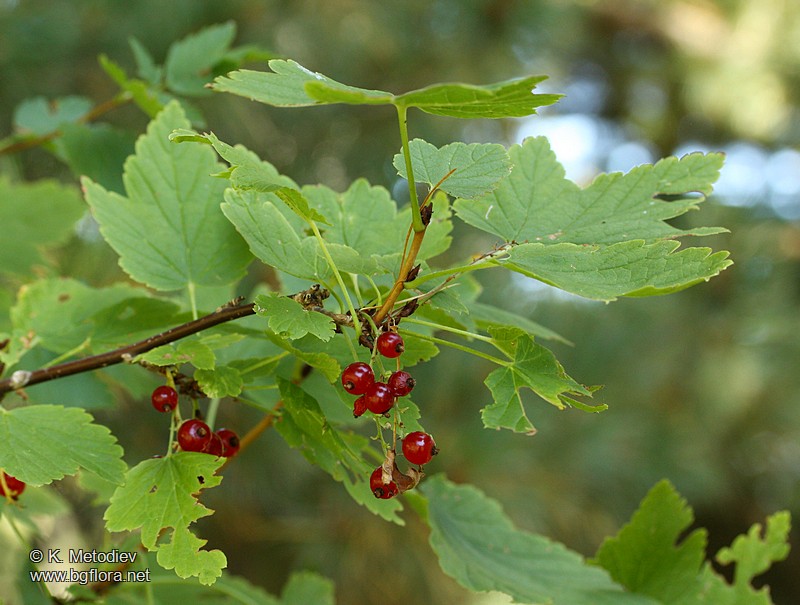 Ribes petraeum